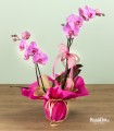 Raffinata Orchidea Fucsia