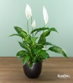 Lily - Spatifillo con vaso antracite