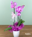 Preziosa - Orchidea Fucsia con vaso