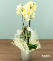 Preziosa - Orchidea Gialla con vaso