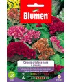 CELOSIA CRISTATA NANA MIX