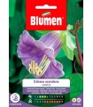 COBAEA SCADENS VIOLETTA