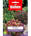 COLEUS HYBRIDUS IN MIX