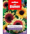 GIRASOLE ANNUUS FLOREN