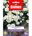 IBERIS GIBRALTARICA BIANCO