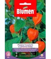 LANTERNA CINESE-PHYSALIS FR
