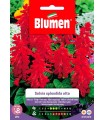 Semi Salvia Splendida Alta