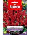 Semi Salvia Splendida Nana