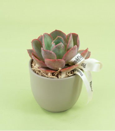 Bomboniera Succulenta