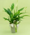 Bomboniera Spathiphyllum