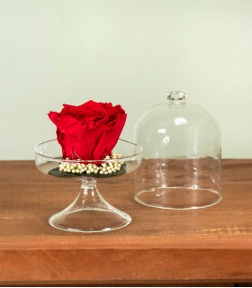 Bella - Rosa Stabilizzata