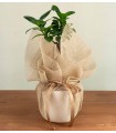 Bomboniera Ficus Ginseng