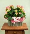 Gaia - La Begonia Fiorita