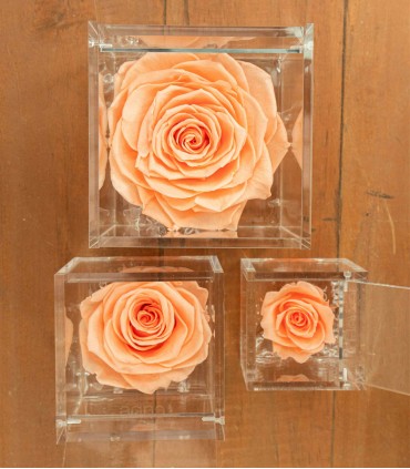 Flower Cube - Rosa Stabilizzata - Colore Pesca
