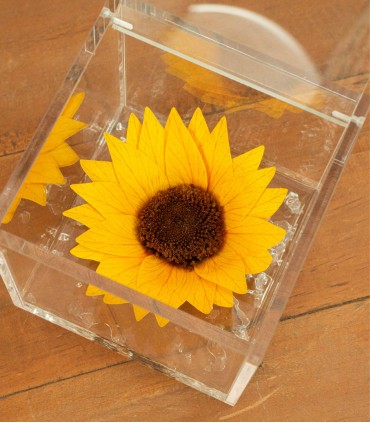 Flower Cube - Girasole Stabilizzato
