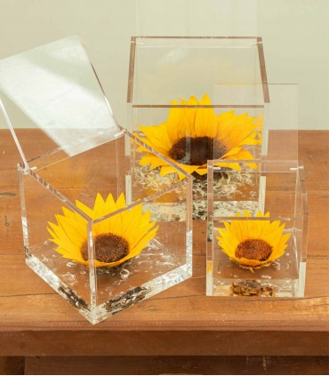 Flower Cube - Girasole Stabilizzato