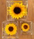 Flower Cube - Girasole Stabilizzato