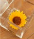 Flower Cube - Girasole Stabilizzato