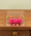 Trilogy - Rose Stabilizzate - Colore Fucsia