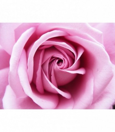 Quinta Essenza - Mazzo 5 Rose Lunghe