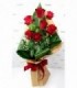 Perfezione - Mazzo 7 Rose