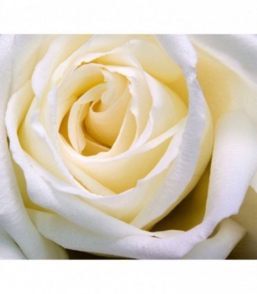 Perfezione - Mazzo 7 Rose