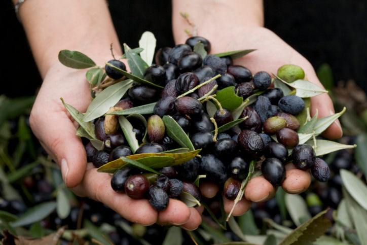 Concimi per l'olivo